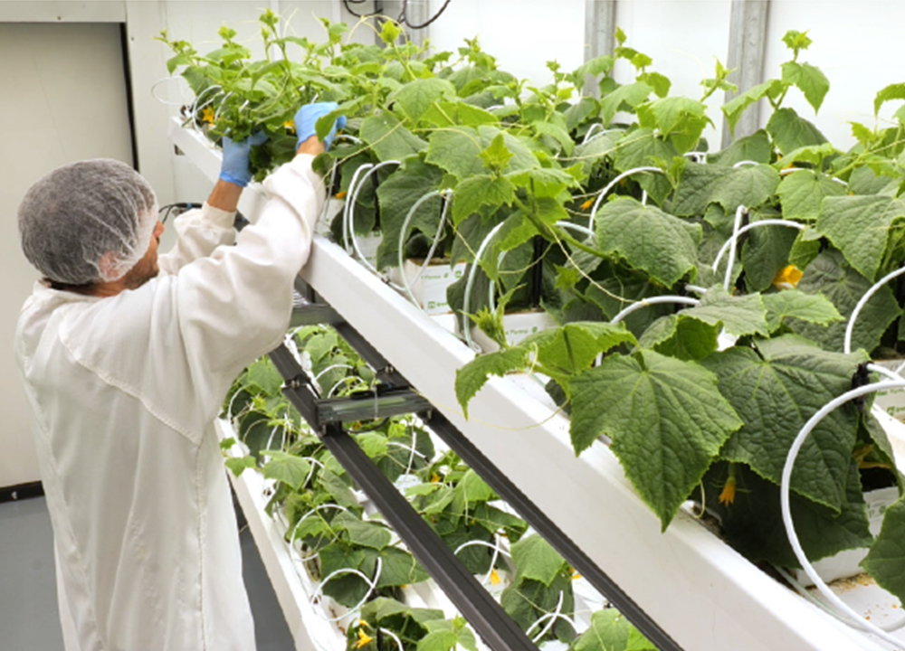 Salas limpias de cultivo agrícola